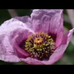 Guía completa: cómo plantar adormideras en tu jardín