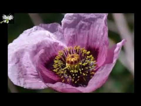 Guía completa: cómo plantar adormideras en tu jardín
