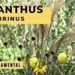 gramineas ornamentales