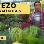 gramineas ornamentales