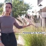 Persona junto a un macizo de Pennisetum rupelli en la acera; Descubre las asombrosas gramíneas ornamentales que transformarán tu jardín, ¡a precios increíbles!