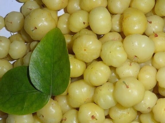 Descubre el secreto para plantar grosellas espinosas con éxito