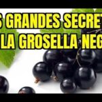 Descubre el secreto para cultivar deliciosas grosellas negras en tu jardín mostrando racimos brillantes de frutos negros y hojas verdes.