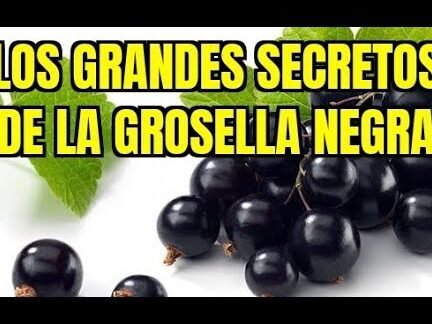 Descubre el secreto para cultivar deliciosas grosellas negras en tu jardín