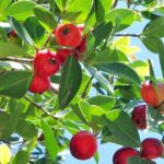 Ramas con guayabas de fresa maduras entre hojas verdes al sol, ¡Descubre cómo plantar guayabas de fresa y disfruta de su delicioso sabor en casa!