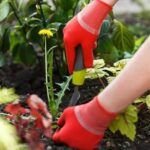 Guía completa: Cómo controlar eficazmente las malas hierbas en tu jardín