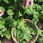 Guía completa: Cómo cosechar y almacenar espinacas correctamente