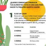 Guía completa: Cómo cosechar y almacenar remolachas en tu huerto casero.