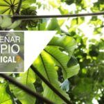 Guía completa: Cómo crear un hermoso jardín de plantas para exterior