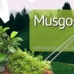 Guía completa: Cómo crear un impresionante jardín de plantas acuáticas en tu hogar