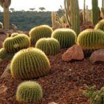 Guía completa: cómo crear un jardín de cactus paso a paso