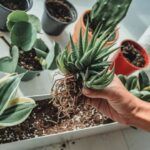 Guía completa: Cómo crear un jardín en miniatura con plantas.