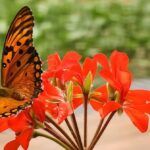 Guía completa: Cómo crear un jardín para atraer mariposas