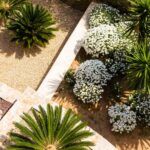 Guía completa: Cómo crear un jardín resistente a la sequía con plantas adecuadas para tu clima