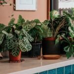 Guía completa: Cómo elegir el mejor abono para tus plantas y hacerlas crecer saludables.