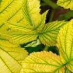 Guía completa: Cómo evitar la propagación de enfermedades en tus plantas
