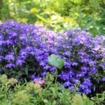 Guía completa: Cómo evitar y solucionar la falta de flores en tus plantas