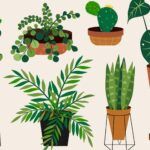 Guía completa: Cómo evitar y solucionar problemas de pudrición en las raíces de tus plantas