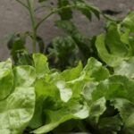 Guía completa: Cómo germinar semillas de hortalizas en casa