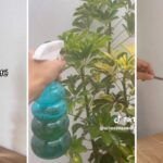 Guía completa: Cómo identificar y controlar las plagas de las plantas en tu jardín