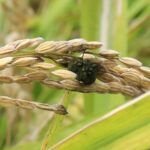 Guía completa: Cómo identificar y tratar enfermedades en plantas