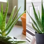 Guía completa: cómo plantar aloe vera en tierra