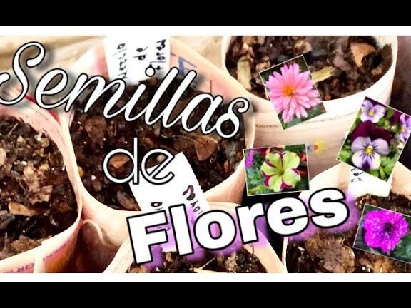 Guía completa: Cómo plantar anémonas con éxito