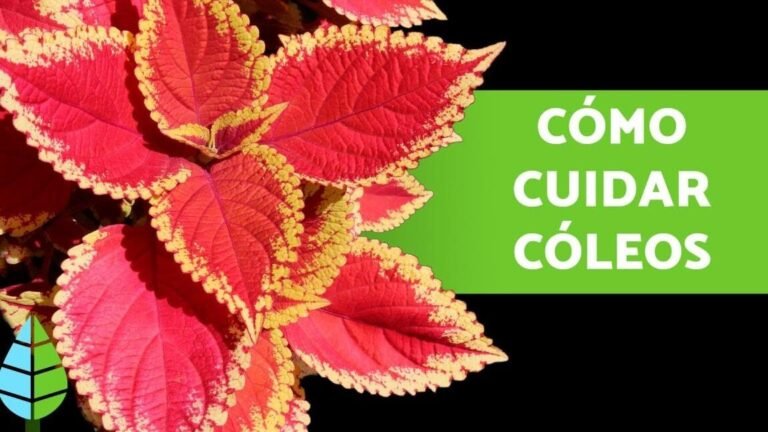 Guía completa: Cómo plantar coleos en tu jardín fácilmente