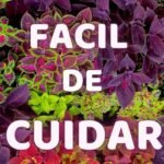 Guía completa: Cómo plantar crotones con éxito en tu jardín