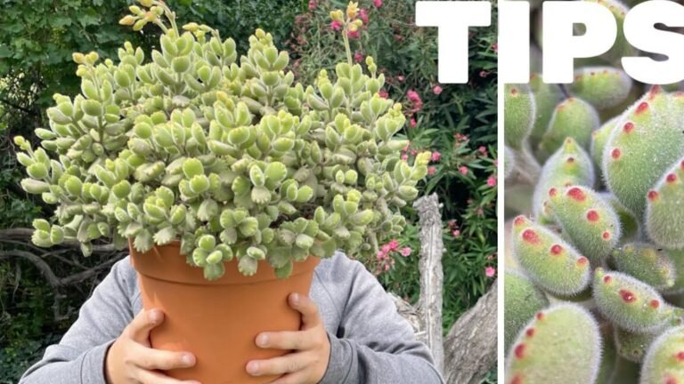 Guía completa: Cómo plantar Gasterias y hacerlas florecer