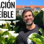 Guía Completa: Cómo Plantar Lirios de los Valles