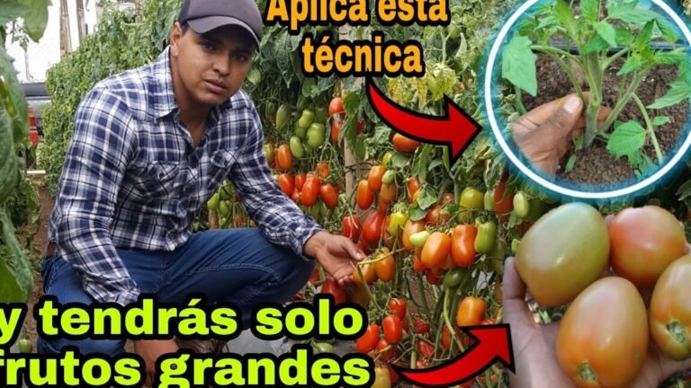 Guía completa: Cómo plantar sojas de forma exitosa