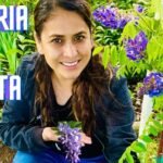 Guía completa: Cómo plantar y cuidar glicinas en tu jardín