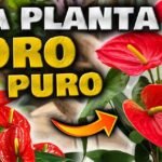 Guía Completa: Cómo Plantar y Cuidar los Espatifilos