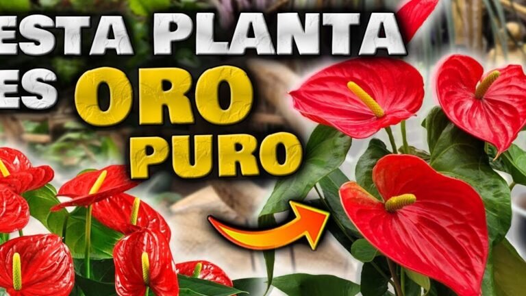 Guía Completa: Cómo Plantar y Cuidar los Espatifilos