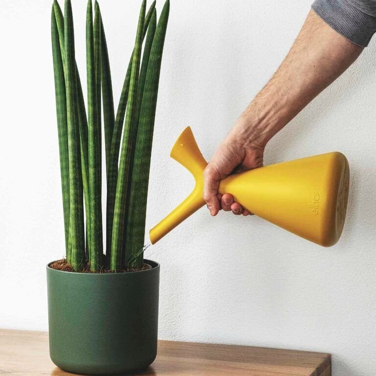 guia completa como plantar y cuidar un palo de agua en casa