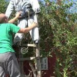 Guía completa: Cómo podar tus plantas de manera adecuada y efectiva
