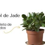 Guía completa: Cómo prevenir y tratar el marchitamiento en las plantas