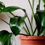 Guía completa: Cómo prevenir y tratar el moho en las plantas