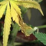 Guía completa: Cómo prevenir y tratar la caída de hojas en las plantas.
