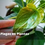 Guía completa: Cómo prevenir y tratar la deformación de las hojas en tus plantas