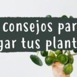 Guía completa: Cómo prevenir y tratar la falta de crecimiento en tus plantas de manera efectiva