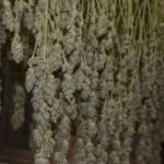 Guía completa: Cómo prevenir y tratar la oxidación en las plantas