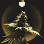 Guía completa: Cómo prevenir y tratar la quemadura solar en tus plantas