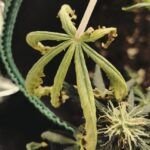 Guía completa: Cómo prevenir y tratar la sequedad en tus plantas