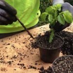 Guía completa: Cómo propagar plantas por división en tu jardín
