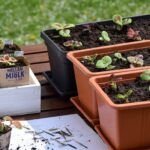 Guía completa: Cómo realizar un trasplante adecuado de tus plantas