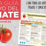 Guía completa: Cómo recolectar y almacenar tomates en el jardín o huerto.