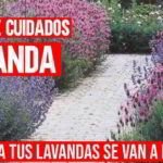 Guía completa: Cómo seleccionar el insecticida adecuado para proteger tu jardín.