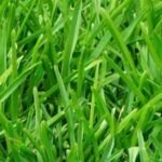 Guía completa: Cómo sembrar semillas de césped en tu jardín